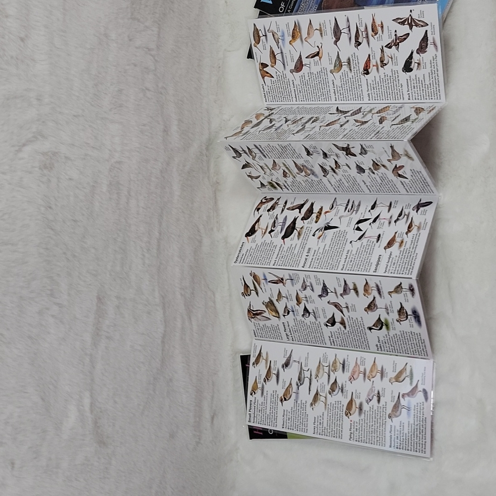 Quick Reference Hummingbirds Raptors Waterfowl Shorebirds of North America - Picture 6 of 7